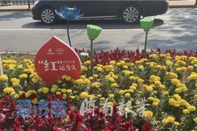 商河200万盆“温泉花卉”扮靓泉城图片
