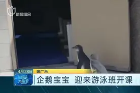 疫情期间也要坚持学习、训练，美国一动物园企鹅宝宝迎游泳班开课视频封面