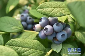 蓝莓熟了图片