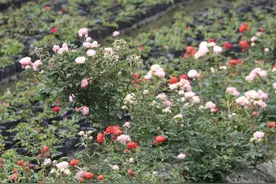 郫都区这个浪漫村落，藏着一个南法风玫瑰园图片