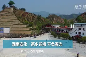 湖南安化：茶乡花海 不负春光视频封面