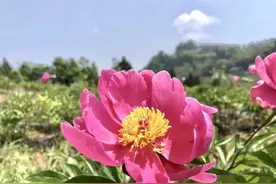 达州开江这个地方的芍药花已开 趁着春光赶快来赏花吧图片