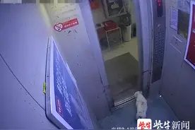 住在30楼，门一开爱犬就失踪，原来它独自坐电梯“出走”了图片