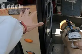 公交公司回应导盲犬上车被拒：持证可乘车 已处罚司机图片