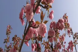 济南这棵樱花树真奇怪，一枝只开花不结果，一枝开花又结果图片