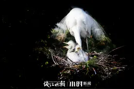今日影像｜春天里的主角不仅是小鸳鸯，还有萌萌的它们图片