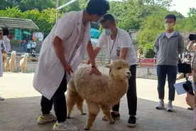 天气热了，看专业美容师给羊驼宝宝剃毛图片