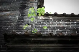 吴从惠‖墙角有棵栀子花（散文）图片