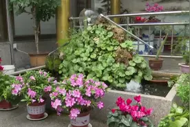解锁“美丽乡村”正确打开方式！枣庄农家院儿也有小清新图片