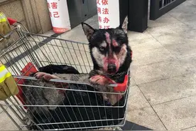监控实拍：二哈疑被虐待后丢弃电梯 爱心人士筹款送医图片