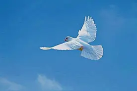 草堂读诗丨赏析：伊沙《鸽子》图片