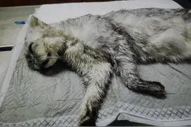 宠物猫洗澡后窒息死亡 青岛爱诺宠物医院：不解释不多说图片