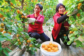 夏县大棚早熟杏“金太阳”陆续采摘上市图片