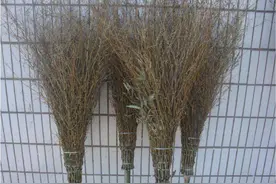 回忆杀！你多久没见过这些劳动工具了？图片
