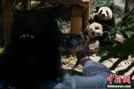 广州长隆野生动物世界恢复开放图片