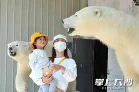长沙来了4只“北极熊”图片