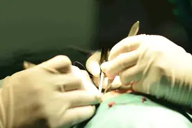 兰大人有一双勤劳的手图片