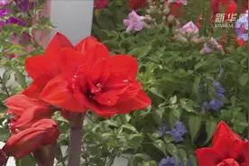 约会美丽花期　看“南国牡丹”朱顶红盛开视频封面