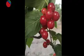 又到樱桃成熟季 五一采摘好去处视频封面