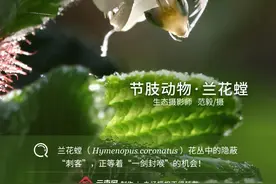 「生物多样性百科」节肢动物·兰花螳：伪装成花朵的“刺客”图片