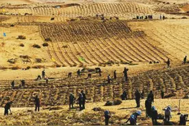雄安新区今年将新植树10万亩“近自然”打造千年秀林图片