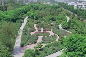 河南三门峡：最美人间四月天 月季吐蕊满城香视频封面
