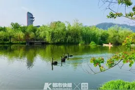可恨！一男子将大天鹅敲晕带走，警方赶到时只剩下一锅汤……图片