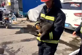 有爱！宠物猫被困女子嚎啕大哭 消防小哥哥再次冲进了火场……图片