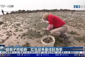 敲蛎子挖蛤蜊 红岛迎来最佳赶海季图片