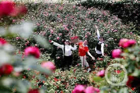 玫瑰花开游客来 美不胜收花成海图片