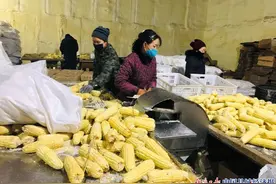 黑龙江明水黏玉米成为阿里巴巴集团大粮仓图片