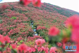 贵州丹寨：杜鹃花开漫山红图片