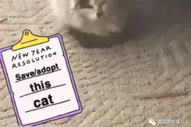 浑身脏兮兮的鸳鸯眼小奶猫，如今完全蜕变！这变化，好惊人图片