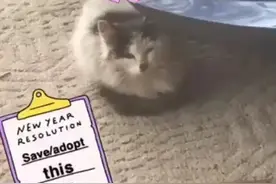 浑身脏兮兮的鸳鸯眼小奶猫，如今完全蜕变！这变化，好惊人图片
