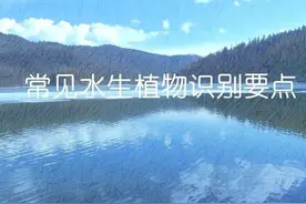 「知识分享」80种常见水生植物识别合集图片