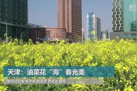 天津：油菜花“海”春光美视频封面