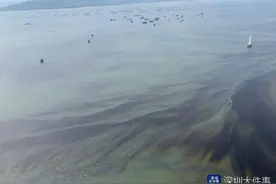 深圳湾海水变红了？海域出现赤潮，官方通报无毒、未见鱼类死亡图片