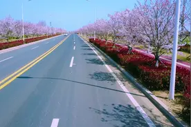 @威海人，迎着春风，来一场樱花的粉色邂逅图片