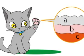 猫主子的jiojio上到底藏着什么秘密？图片