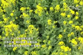 满目金黄！河北多地油菜花开视频封面