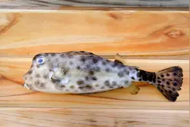 毒性是氰化钠的1250倍，却被誉为“菜肴之冠”，你知道是什么美食吗？图片