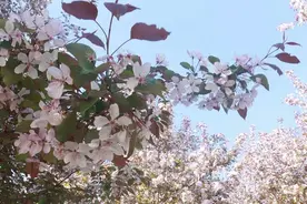 春暖花开，军营之美扑面而来图片