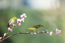毛泽东诗词中的鸟兽鱼虫图片