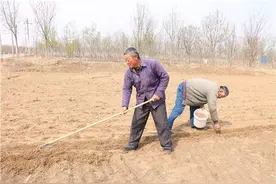 山东省东营市河口区：小小中草药 脱贫好项目图片