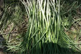 3元一斤的“菜中灵芝”你认识吗？这种野菜可增强机体免疫力图片