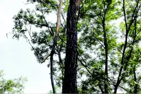 潍坊大于河景区槐花遭“野蛮”采摘，不少树木很“受伤”图片