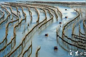 霞浦：海带收获季 五一劳动成风景图片