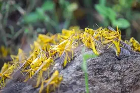 沙漠蝗再次来袭，规模增至年初20倍，该如何应对？图片