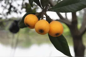 像榴莲一样幼滑！十年吃遍所有塘栖枇杷，最终胜出的四棵“王者”是它们图片