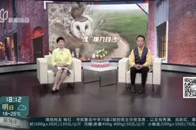 九段沙湿地保护区  意外发现陆生猛禽视频封面